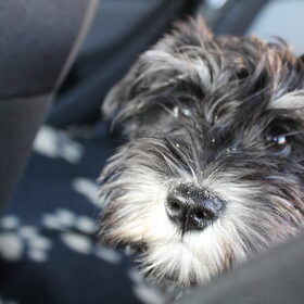 Hondenfoto van Silla en Bo & Yunah