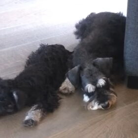 Hondenfoto van Silla en Bo & Yunah
