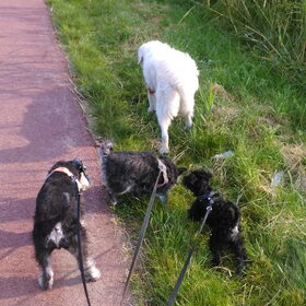 Hondenfoto van Silla en Bo & Yunah