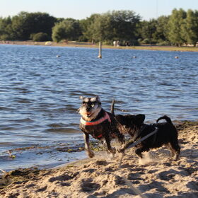 Hondenfoto van Silla en Bo & Yunah