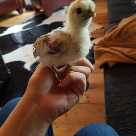 Hondenfoto van laura   Diva&Nova