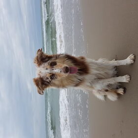 Zon zee en zeehond