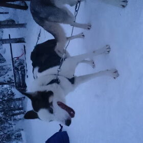 Finland husky