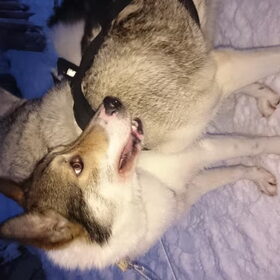 Finland husky