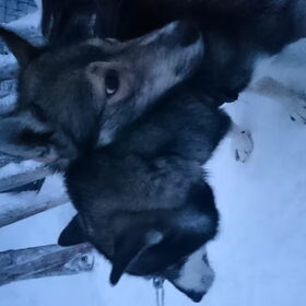 Finland husky