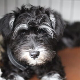Hondenfoto van Silla en Bo & Yunah