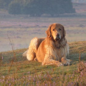 Hondenfoto van L&R