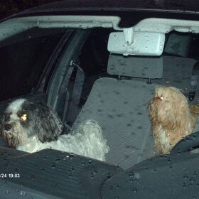 Hondenfoto van liesbeth,Turbo,Luna, Levi en Faith
