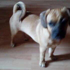 Hondenfoto van Nori met Chewy, Ayla, Leiah & Mace