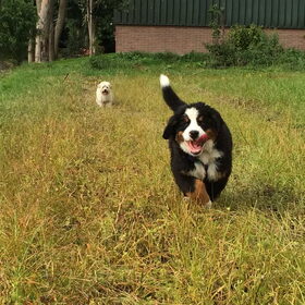 Hondenfoto van Ilse met haar schatjes: Binny & Stoetel