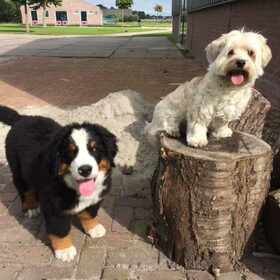 Hondenfoto van Ilse met haar schatjes: Binny & Stoetel