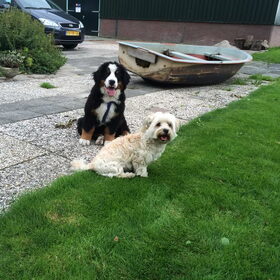 Hondenfoto van Ilse met haar schatjes: Binny & Stoetel
