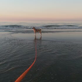 Hondenfoto van Jackie en Kiba:)
