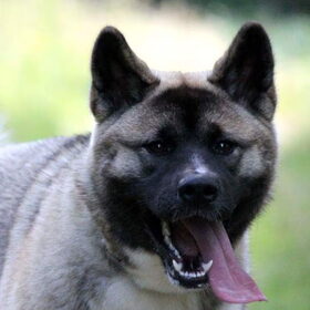 Hondenfoto van Jackie en Kiba:)
