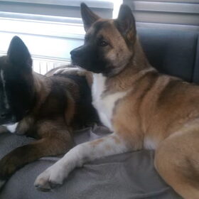 Hondenfoto van Jackie en Kiba:)