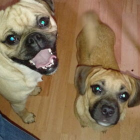 Hondenfoto van Nori met Chewy, Ayla, Leiah & Mace