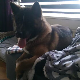 Hondenfoto van Jackie en Kiba:)