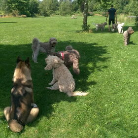 Hondenfoto van Jackie en Kiba:)