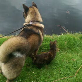 Hondenfoto van Jackie en Kiba:)