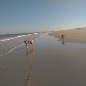 Hondenfoto van Jackie en Kiba:)