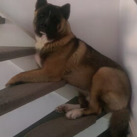 Hondenfoto van Jackie en Kiba:)