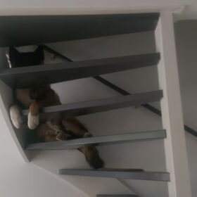 Hondenfoto van Jackie en Kiba:)