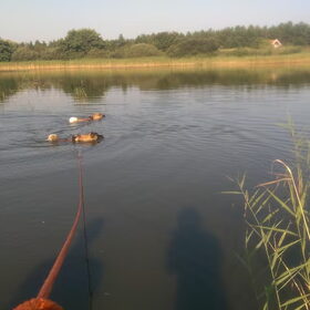 Hondenfoto van Jackie en Kiba:)