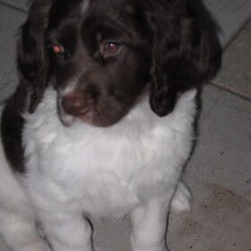 Fenya in de puppy tijd