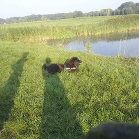 Hondenfoto van Kimmz en Lizaaaa