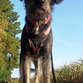 Hondenfoto van Ciska en Spanjaardje Moh (Bambi r.i.p.)