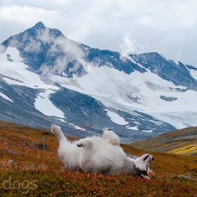 Hondenfoto van Alaska's Finest!