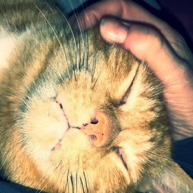 Hondenfoto van Ciska en Spanjaardje Moh (Bambi r.i.p.)