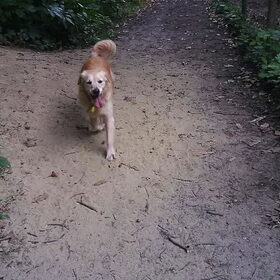 Hondenfoto van Jeanine :)