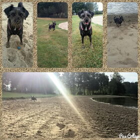 Hondenfoto van Ciska en Spanjaardje Moh (Bambi r.i.p.)