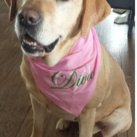 Hondenfoto van laura   Diva&Nova