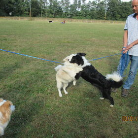 Hondenfoto van carla en Buddy 
