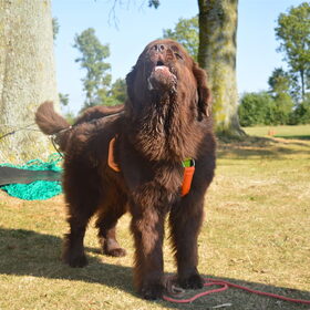 Hondenfoto van Jeanine :)