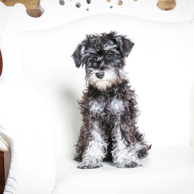 Hondenfoto van Silla en Bo & Yunah
