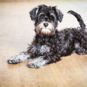 Hondenfoto van Silla en Bo & Yunah