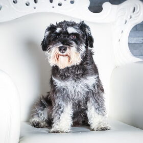 Hondenfoto van Silla en Bo & Yunah