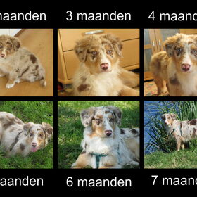 Hondenfoto van Danielle, Kyra*Kaylin*, Djaira en Djaidey