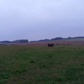 Hondenfoto van Jeanine :)
