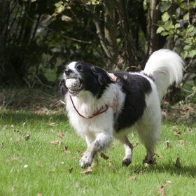 Hondenfoto van Angelique; Bruno, Charlie & Fenna  