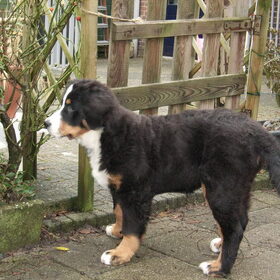 Hondenfoto van Lisa & doggs