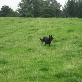 Gizmo met de bal