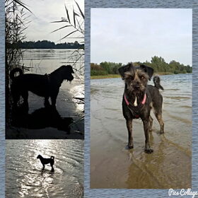 Hondenfoto van Ciska en Spanjaardje Moh (Bambi r.i.p.)
