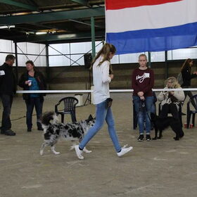 Hondenfoto van Angelique; Bruno, Charlie & Fenna  