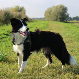 Knappe dame