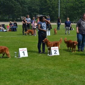 Hondenfoto van Sigrid, Sandy, Diva & Nala