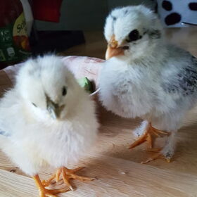 Hondenfoto van laura   Diva&Nova